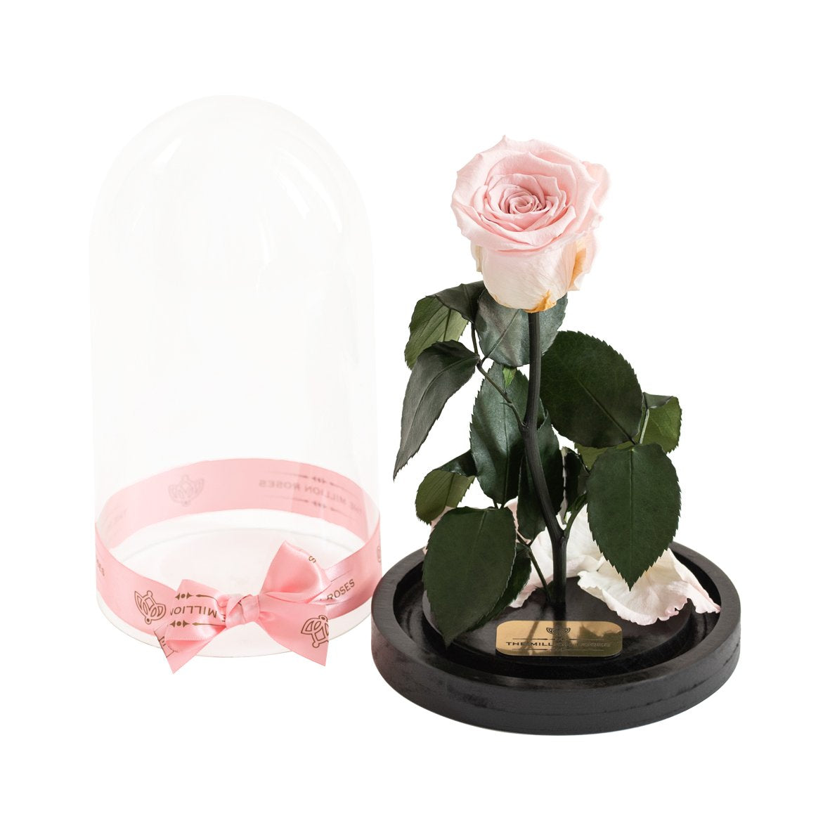 Trandafir criogenat în cupola de sticlă