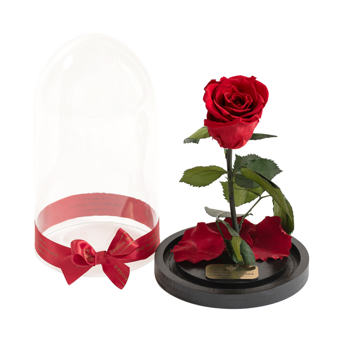 Trandafir criogenat în cupola de sticlă