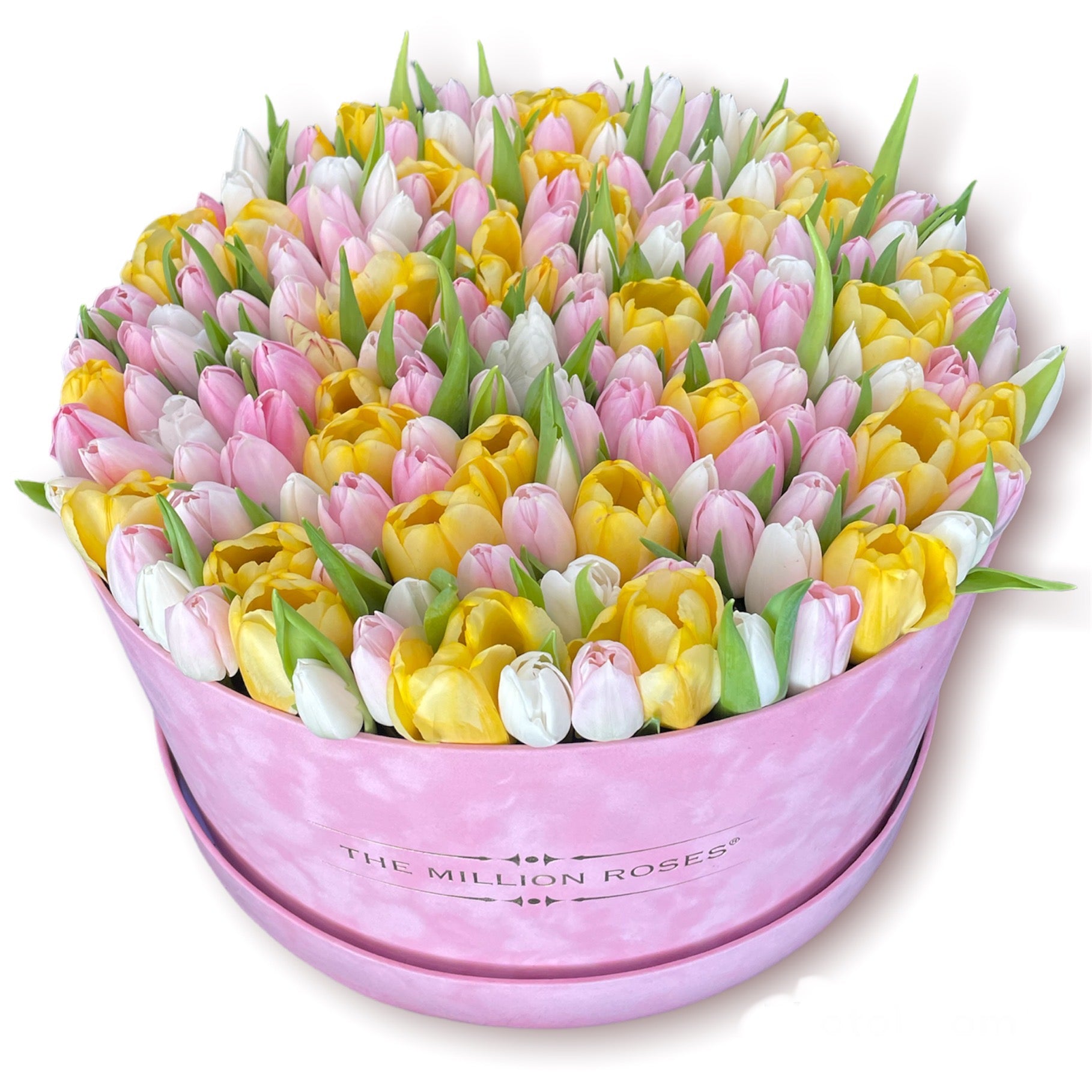 Lalele mixte in cutie premium de catifea-Editia luxury