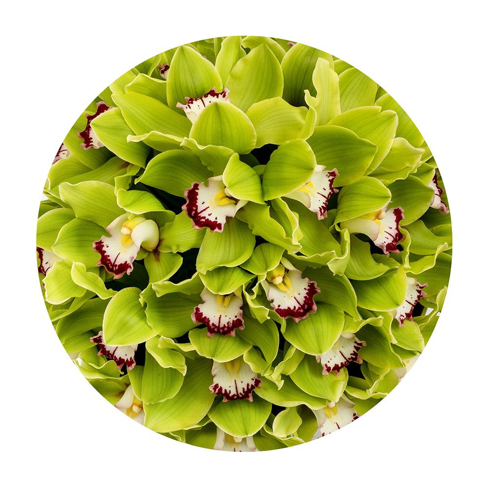 Buchet cu Orhidee verzi- Ediție limitată