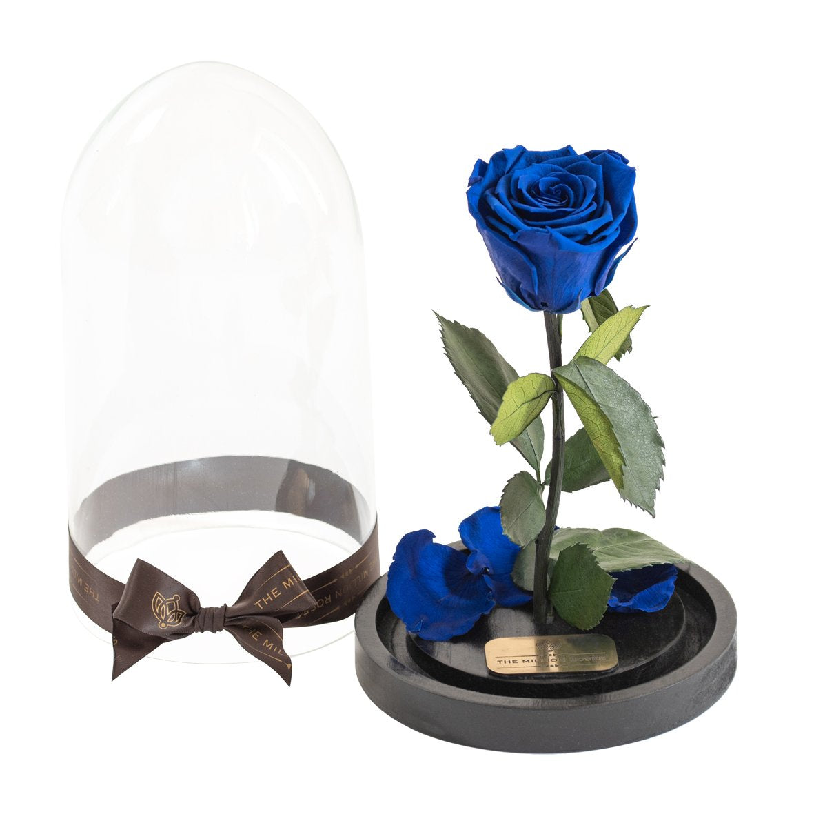 Trandafir criogenat în cupola de sticlă