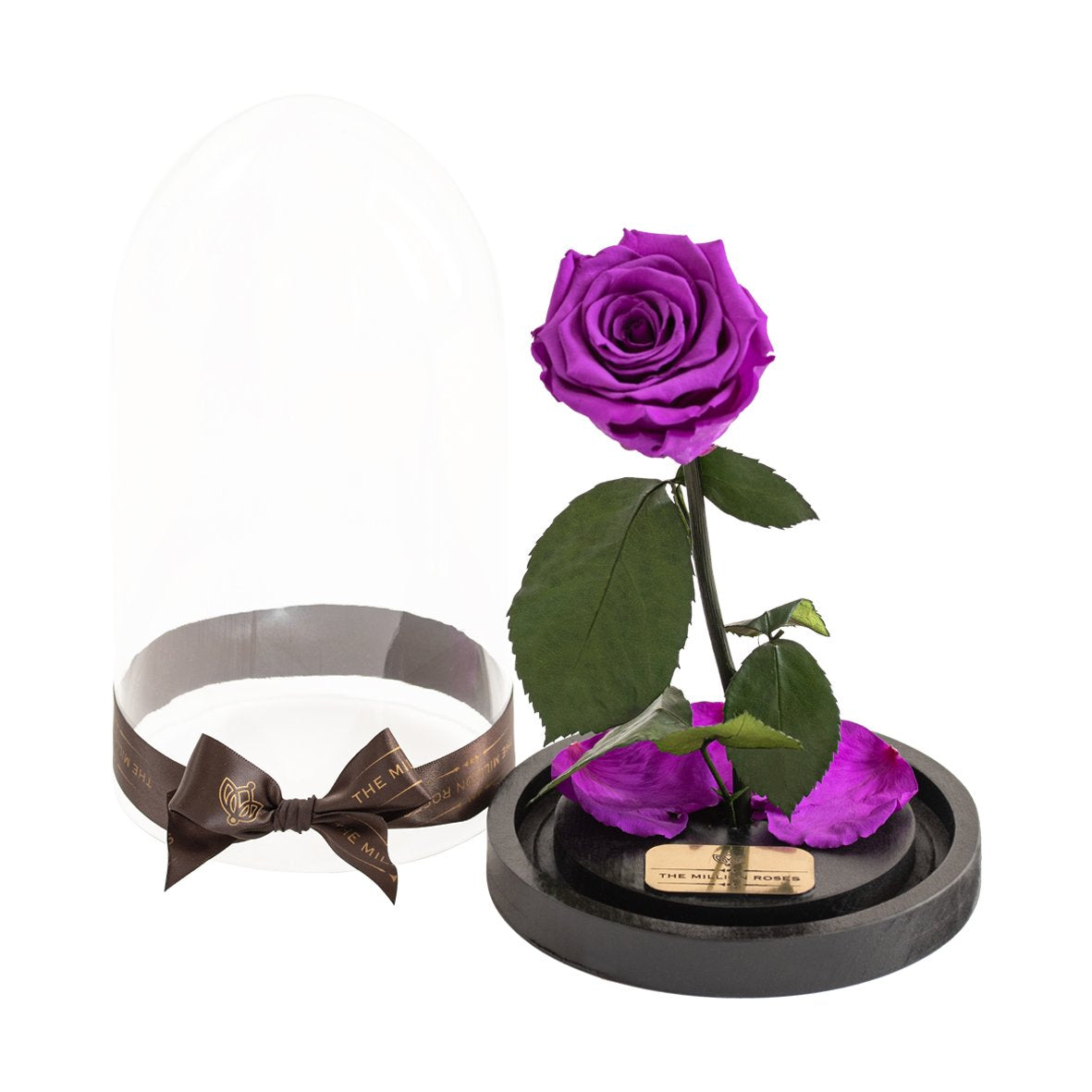 Trandafir criogenat în cupola de sticlă