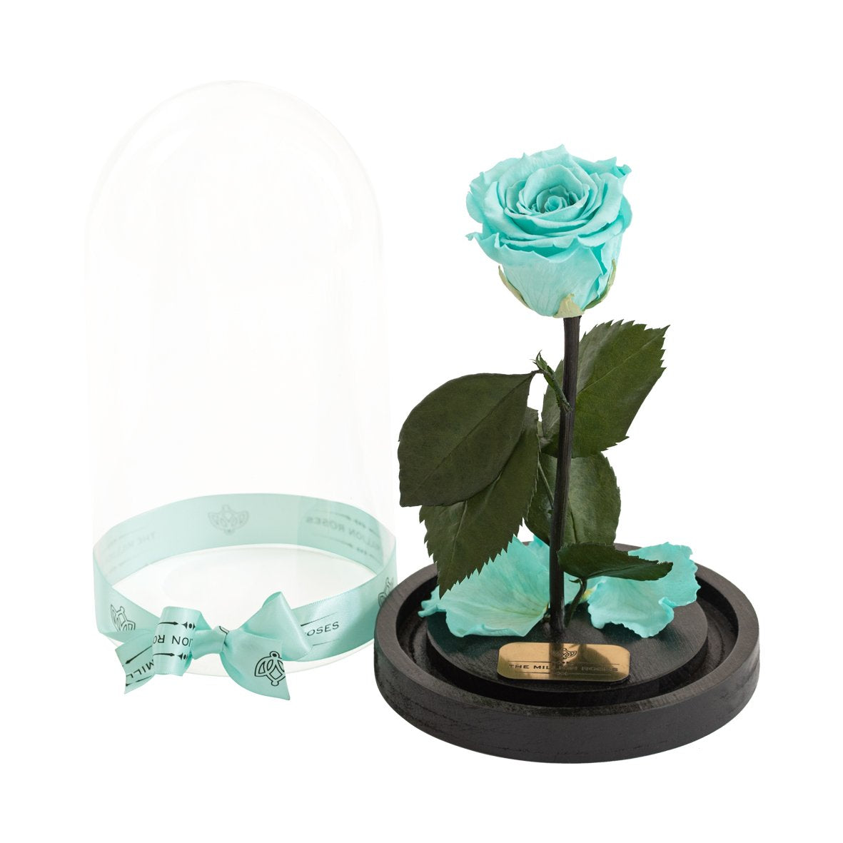 Trandafir criogenat în cupola de sticlă