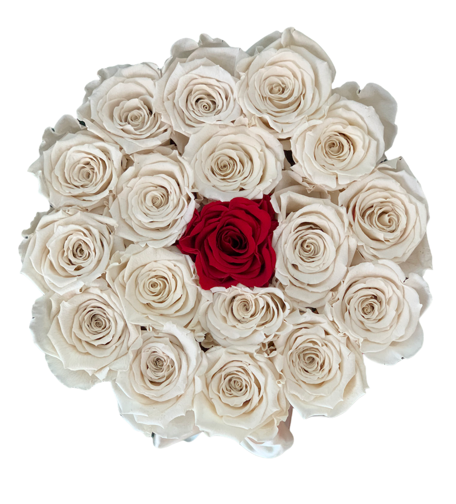 TRANDAFIRI CRIOGENATI ALBI CU UN TRANDAFIR ROSU IN CUTIE DE CATIFEA