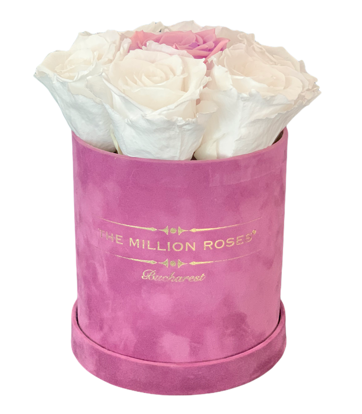 TRANDAFIRI CRIOGENATI ALBI SI UN TRANDAFIR MOV IN CUTIE DE CATIFEA