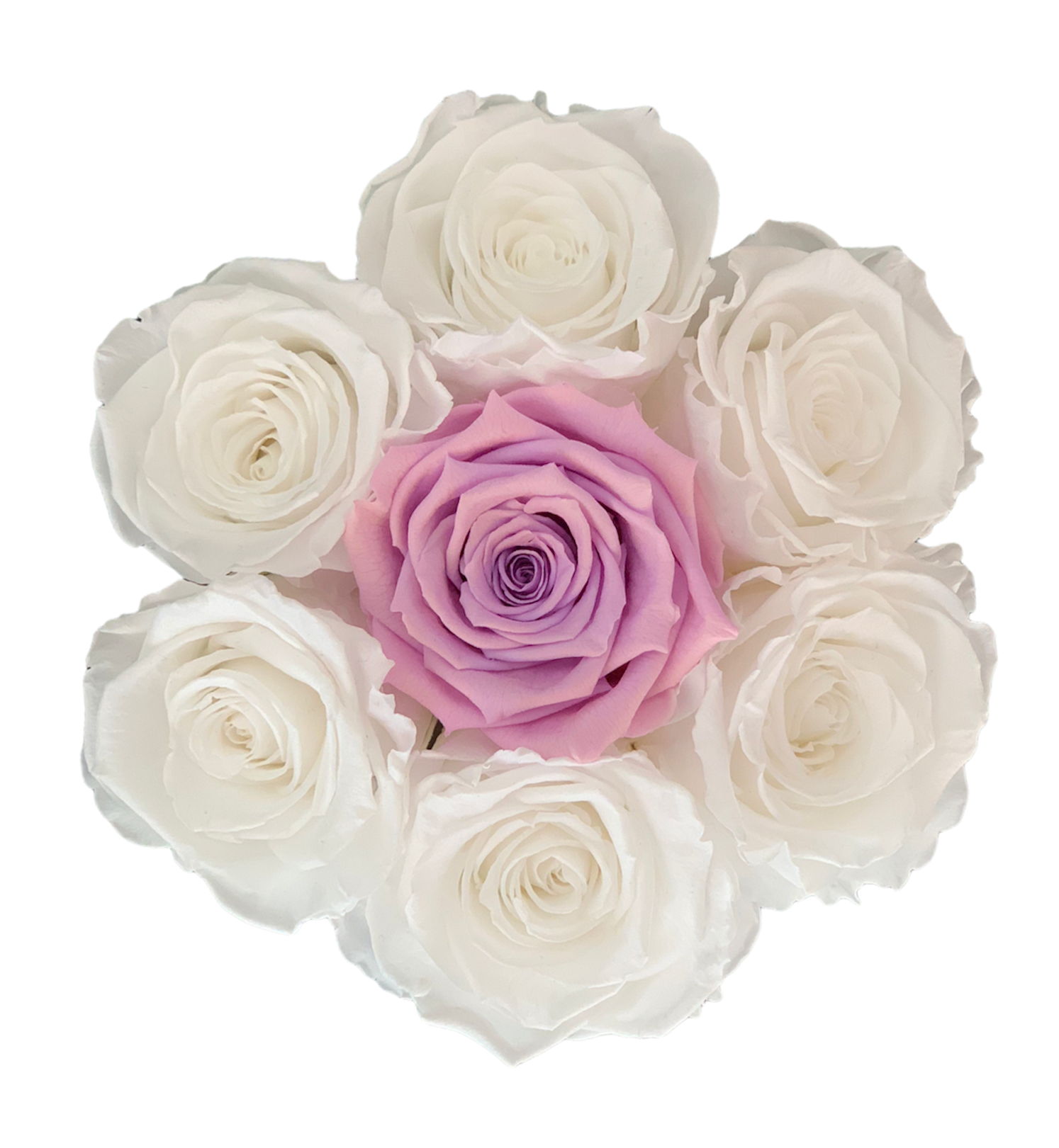 TRANDAFIRI CRIOGENATI ALBI SI UN TRANDAFIR MOV IN CUTIE DE CATIFEA