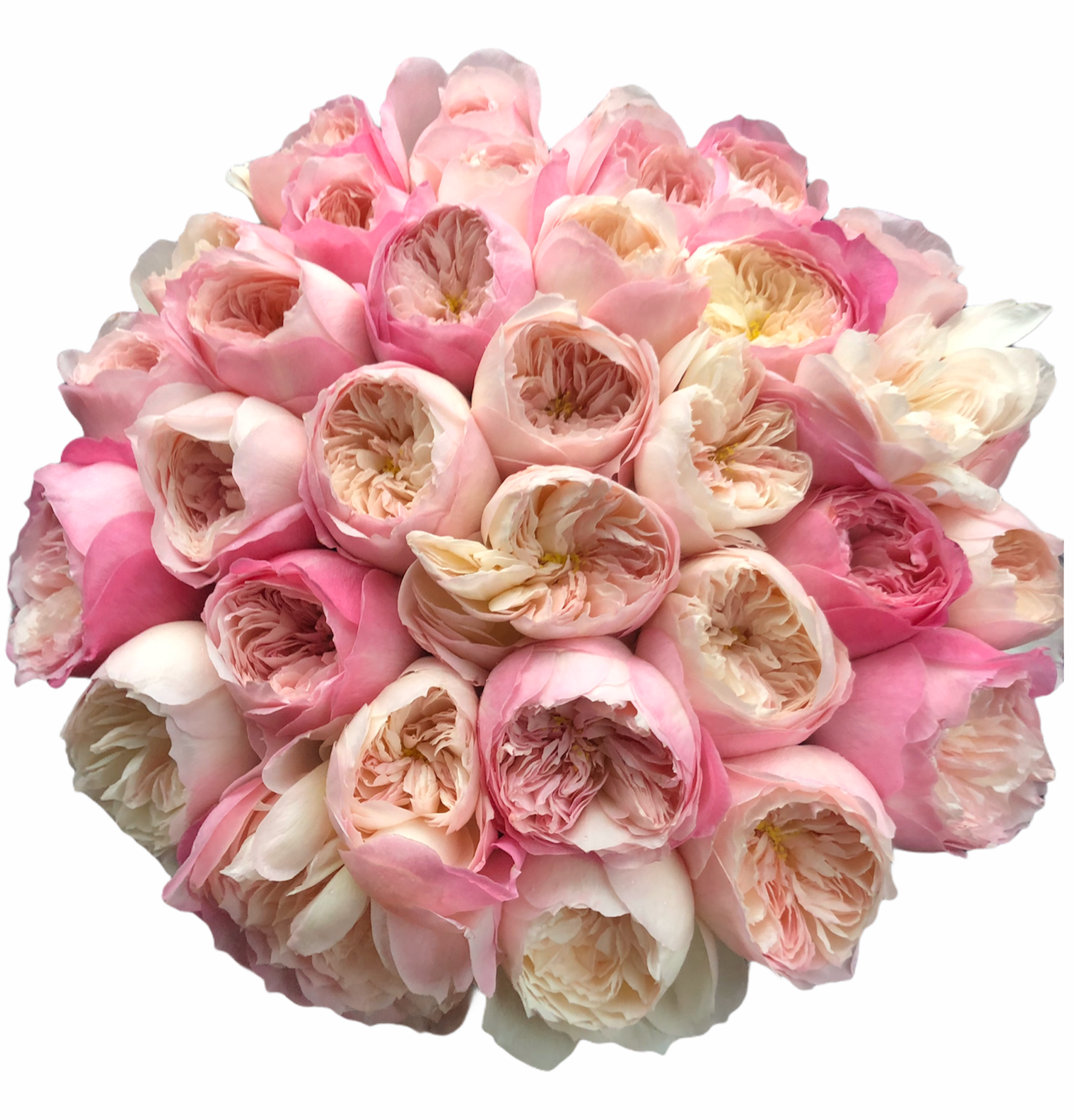 TRANDAFIRI DAVID AUSTIN IN CUTIE DE CATIFEA-Flori mixte