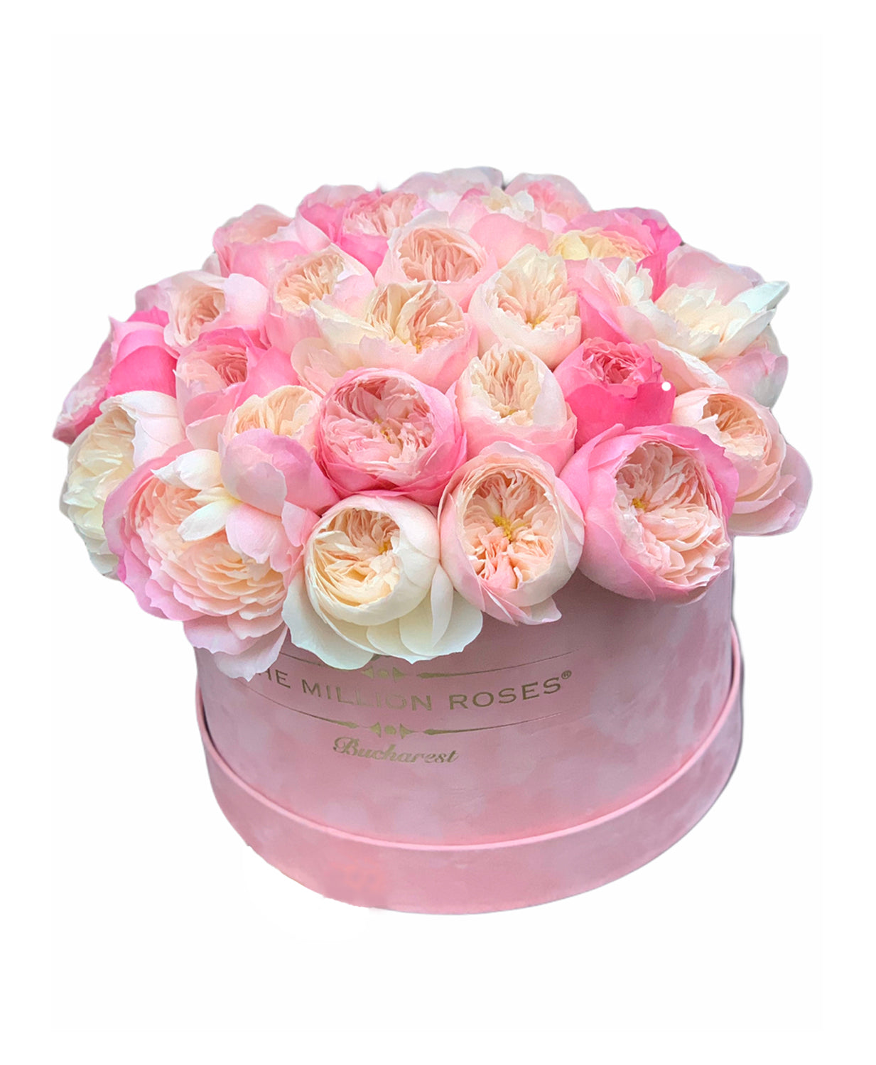 TRANDAFIRI DAVID AUSTIN IN CUTIE DE CATIFEA-Flori mixte